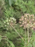 Aralia humilis