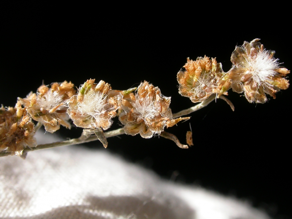 Artemisia absinthium