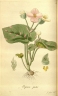 Begonia picta