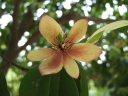 Magnolia figo