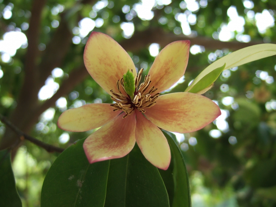 Magnolia figo