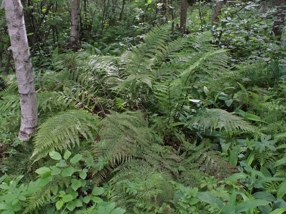 Athyrium filix-femina