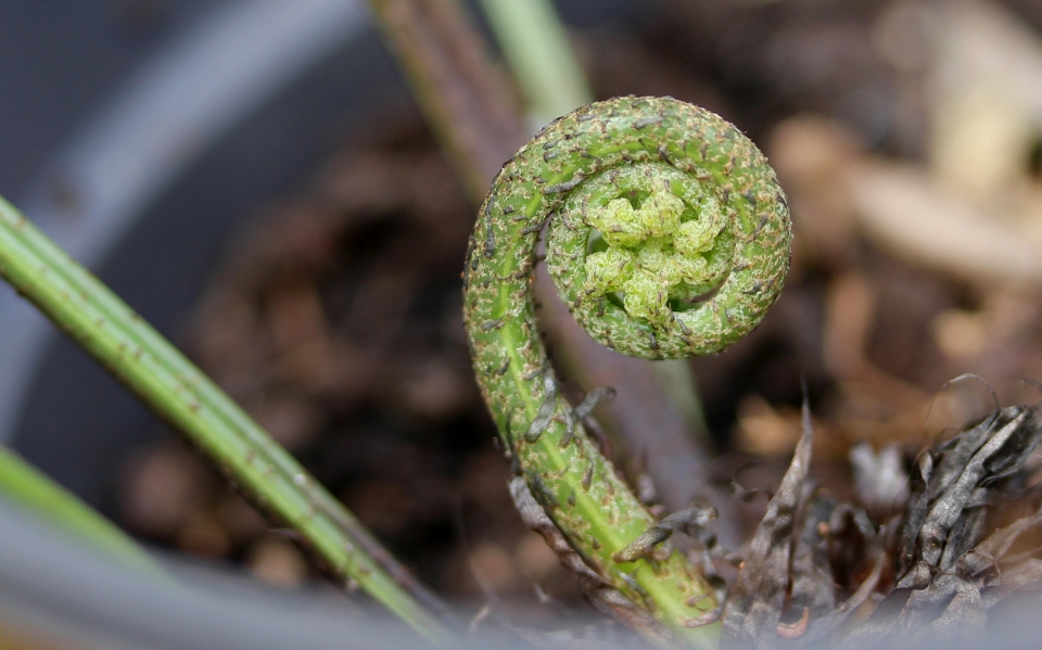 Asplenium bulbiferum