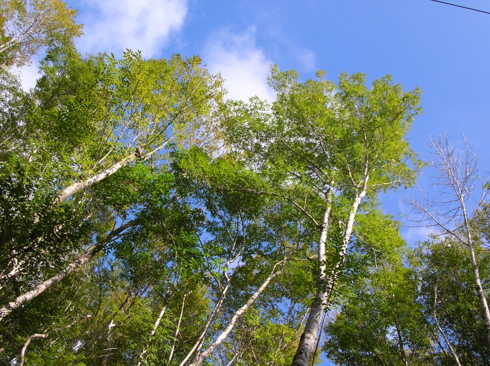 Fraxinus uhdei