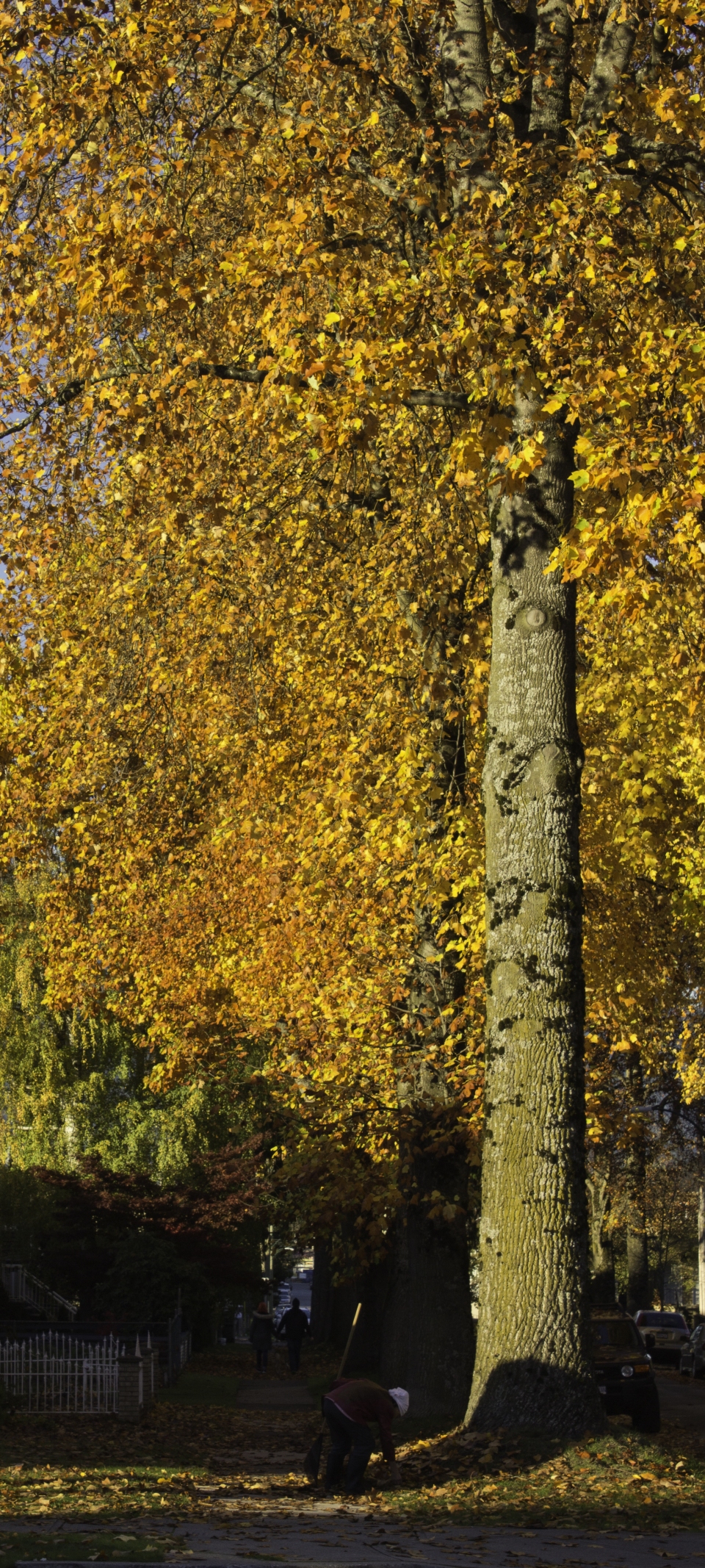 Acer macrophyllum