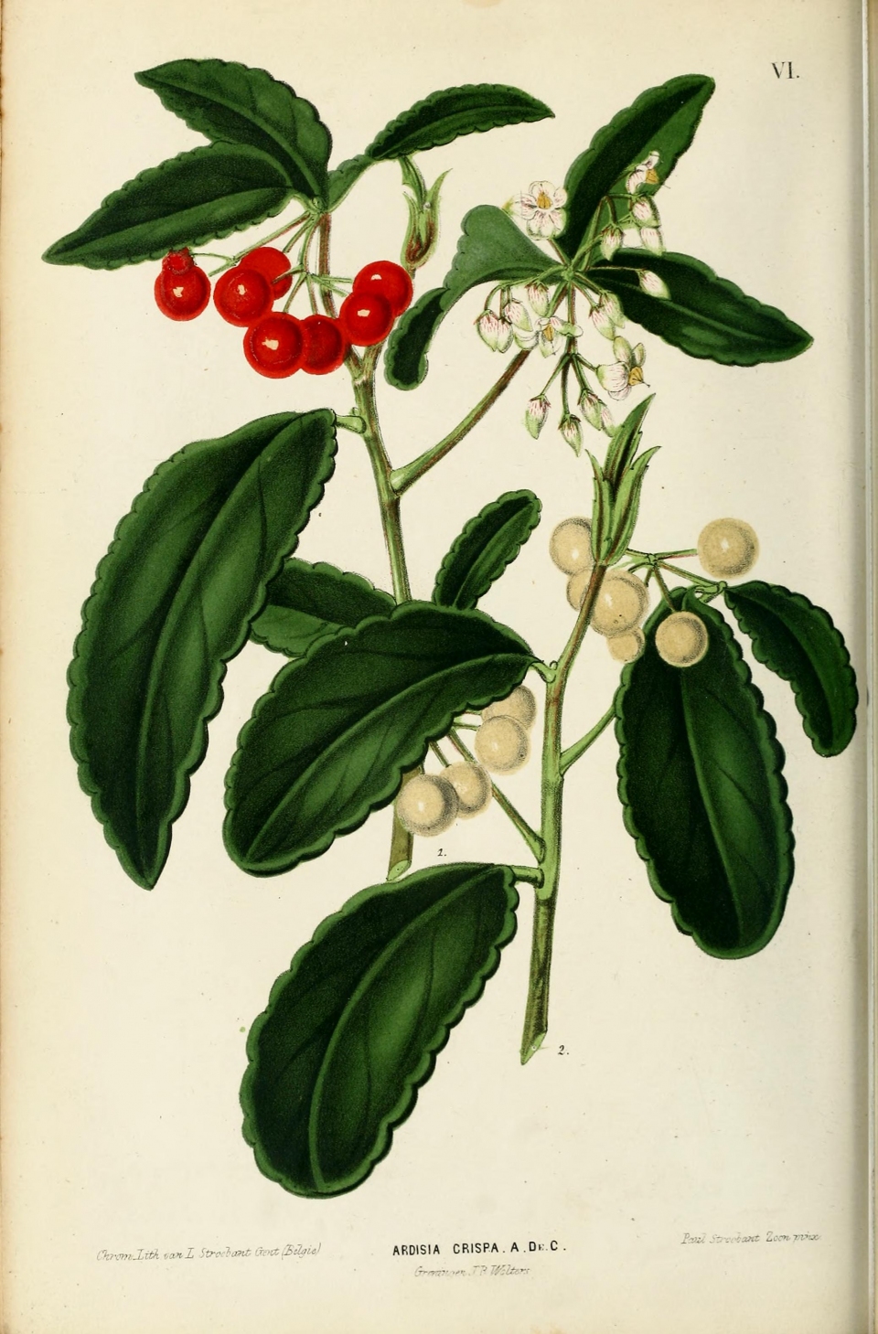 Ardisia crispa