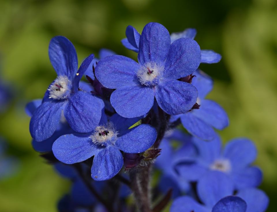 Anchusa azurea