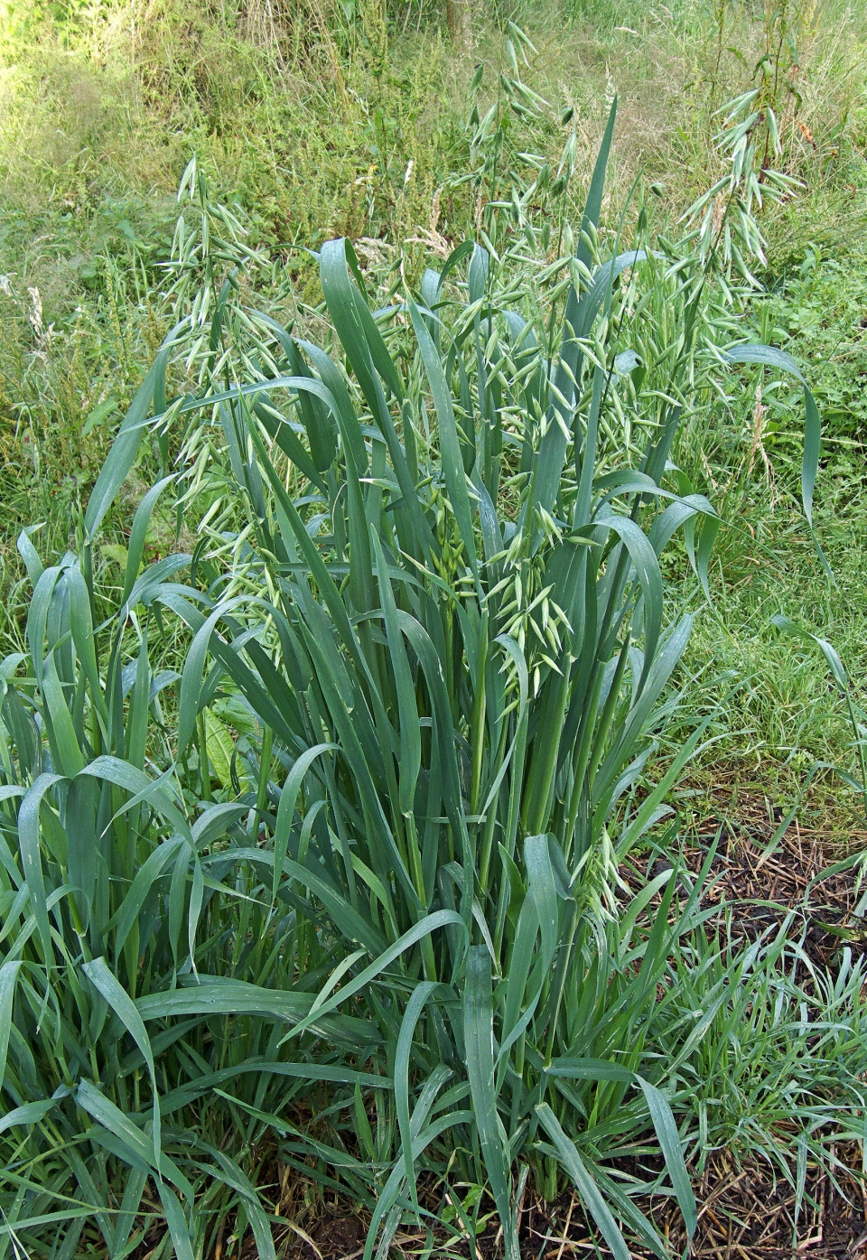 Avena sativa