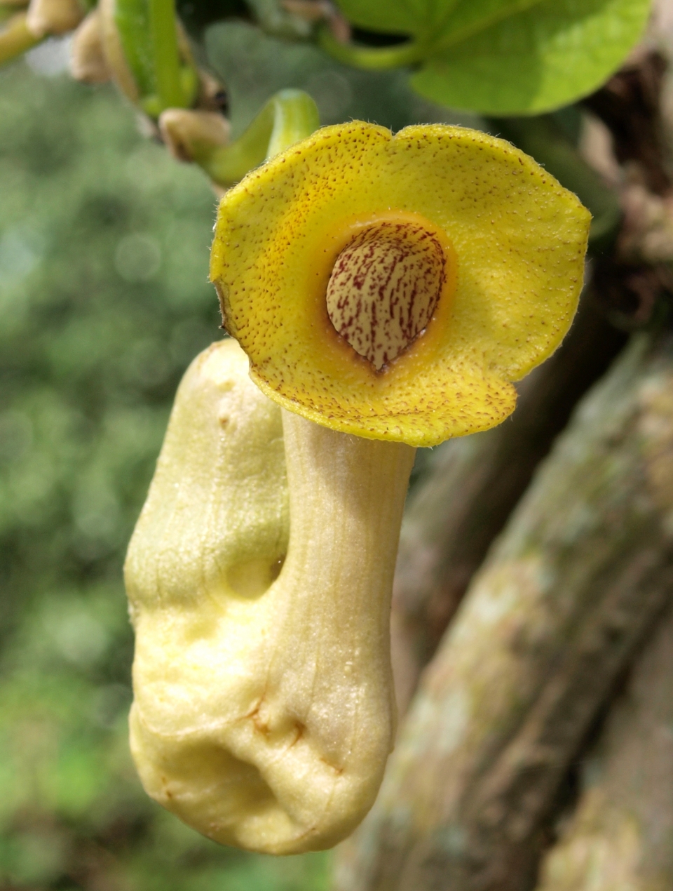 Aristolochia manshuriensis