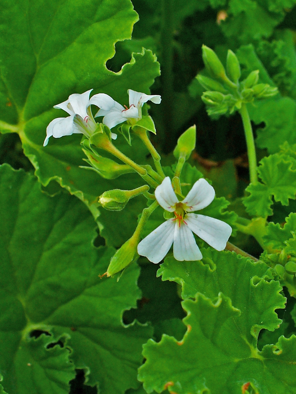 Pelargonium odoratissimum