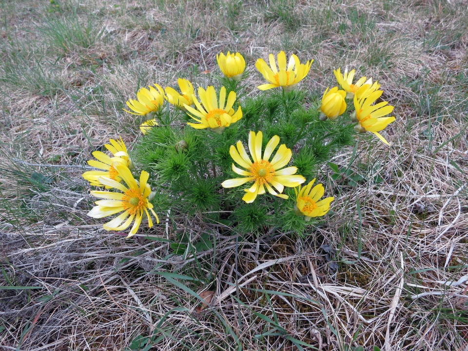 Adonis vernalis