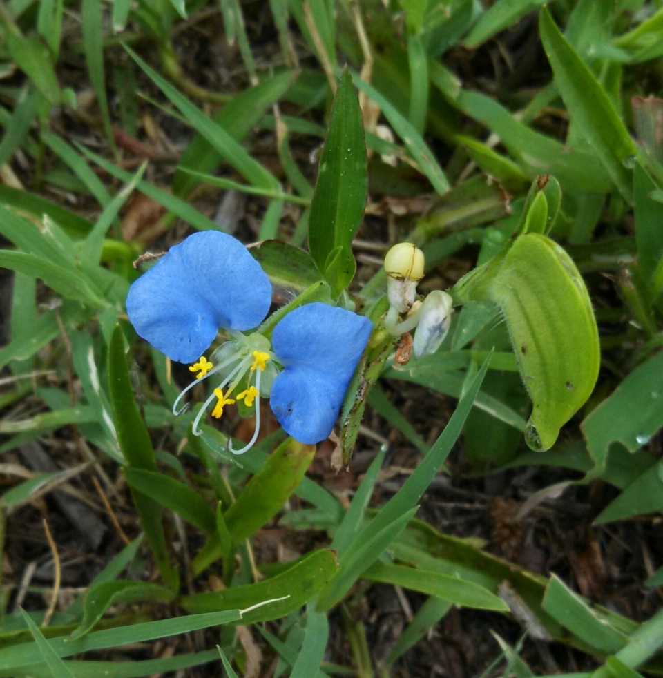 Commelina erecta angustifolia