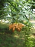 Cunninghamia lanceolata