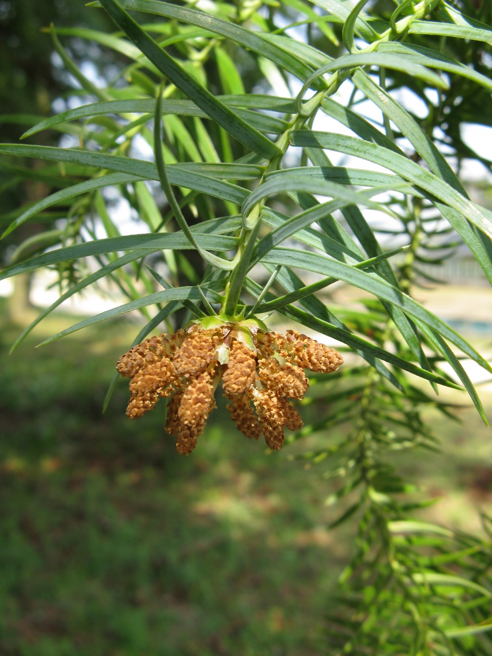 Cunninghamia lanceolata