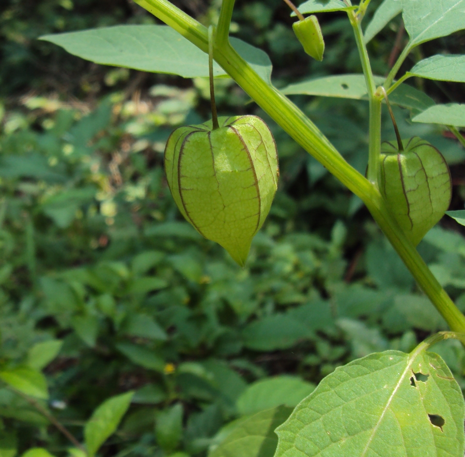 Physalis minima