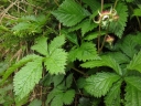 Rubus ikenoensis