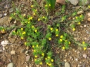 Ajuga chamaepitys