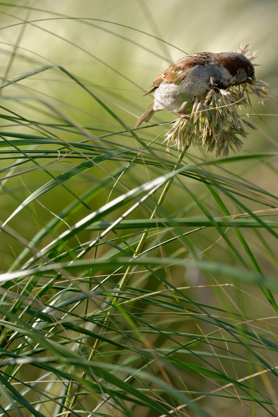 Ampelodesmos mauritanicus