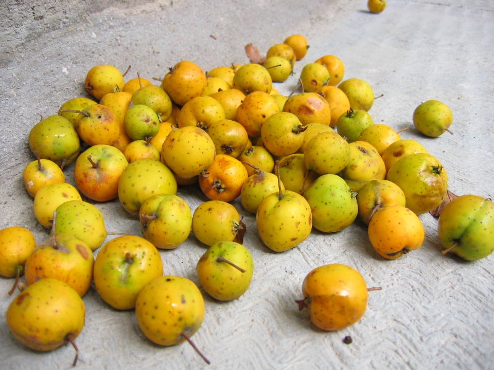 Crataegus mexicana