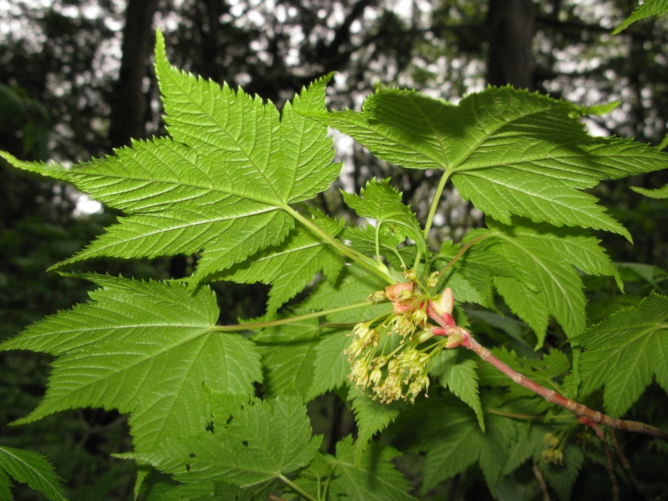 Acer argutum