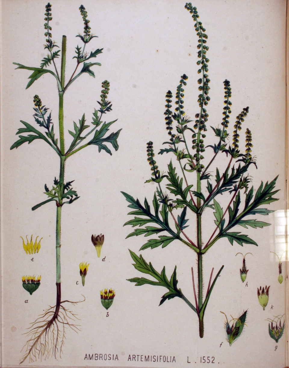 Ambrosia artemisiifolia