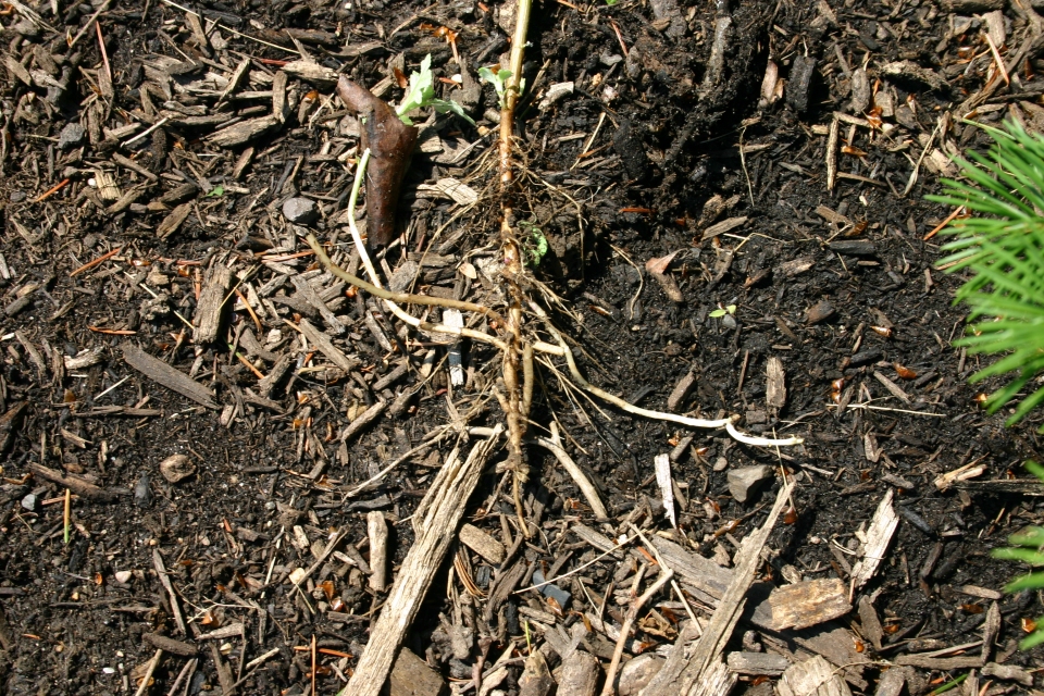 Artemisia vulgaris