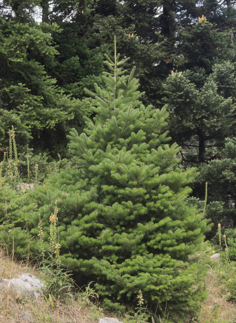 Abies cephalonica