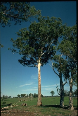 Eucalyptus bosistoana