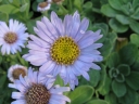 Aster spathulifolius