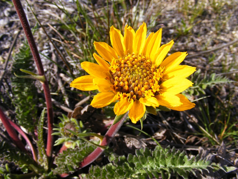 Balsamorhiza hookeri