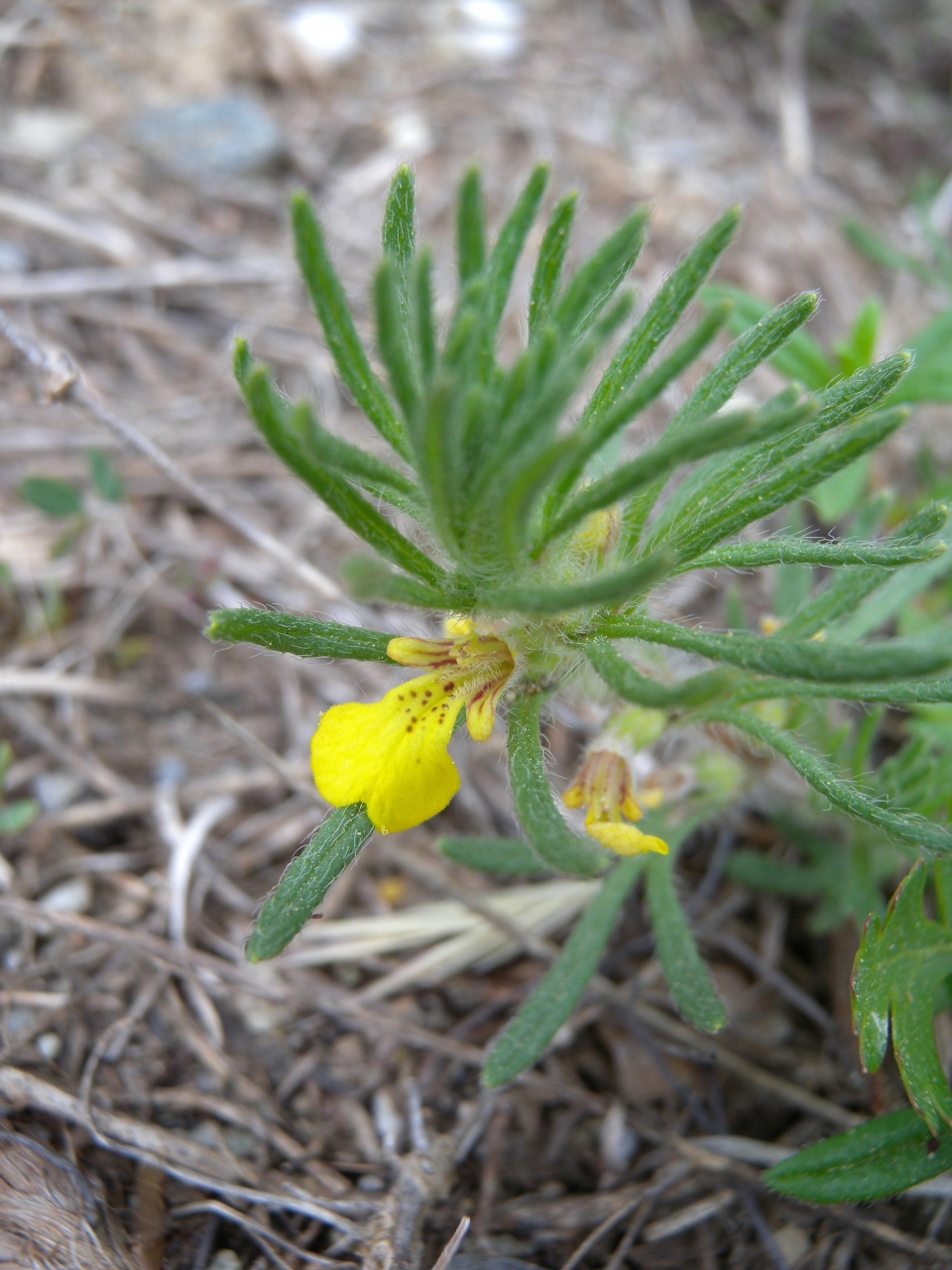 Ajuga chamaepitys