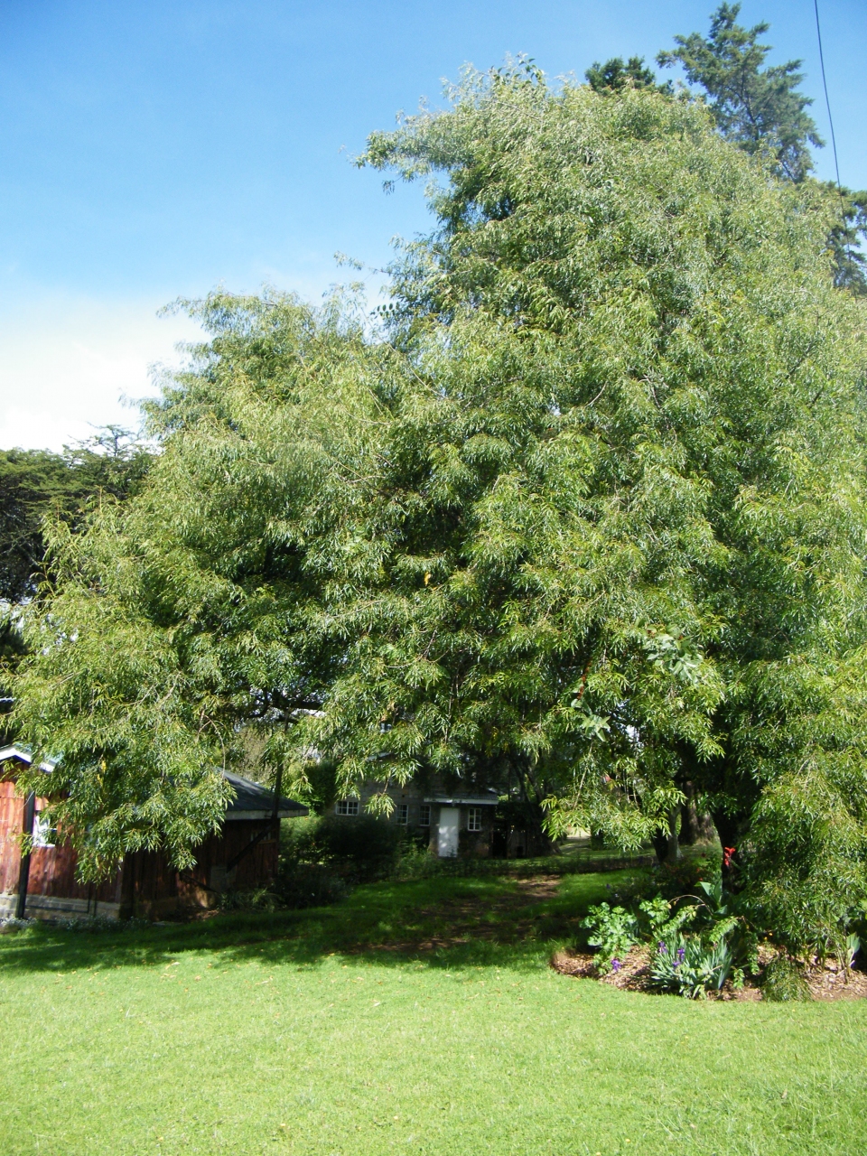 Fraxinus griffithii