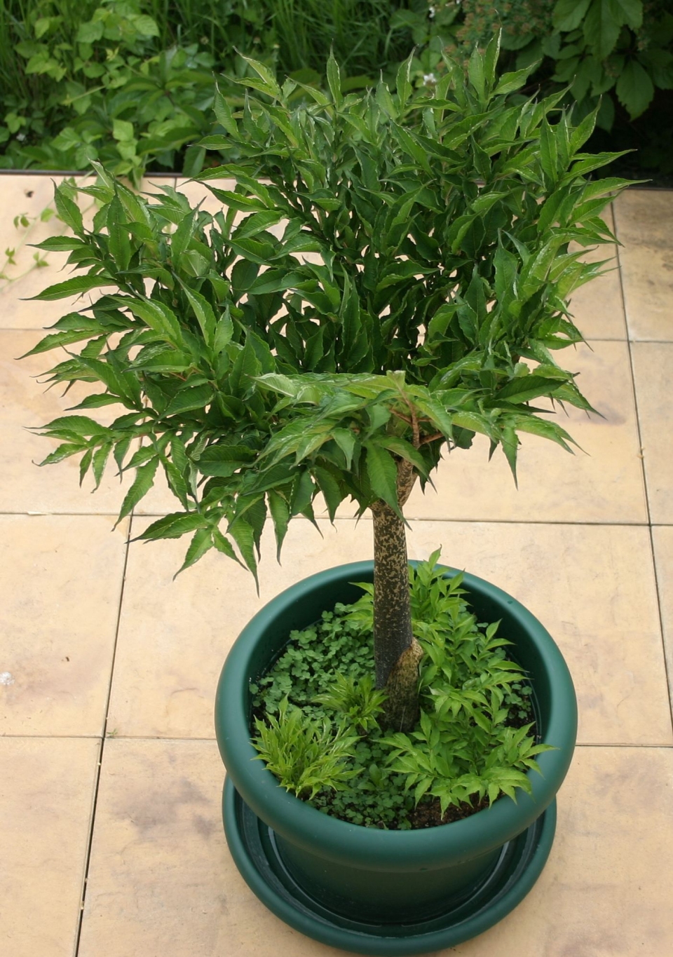 Amorphophallus konjac