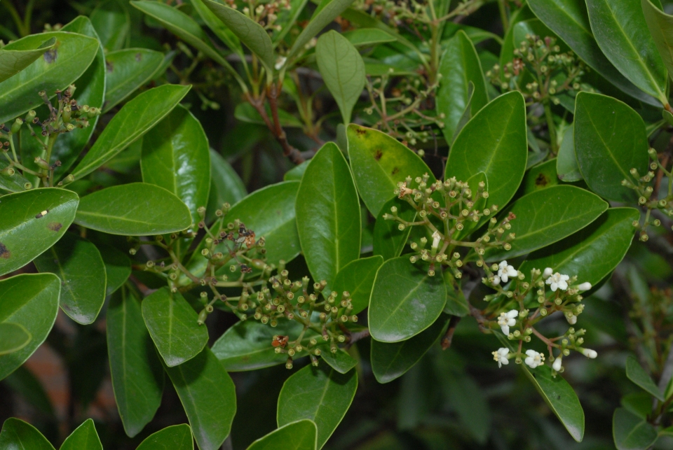 Viburnum odoratissimum