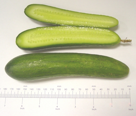 Cucumis sativus