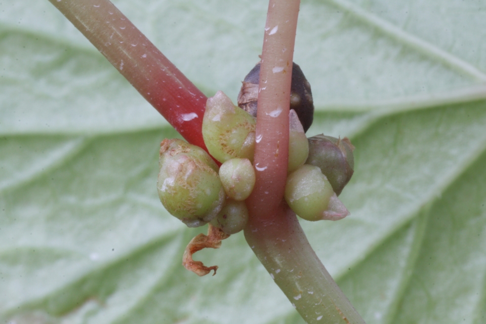 Begonia grandis