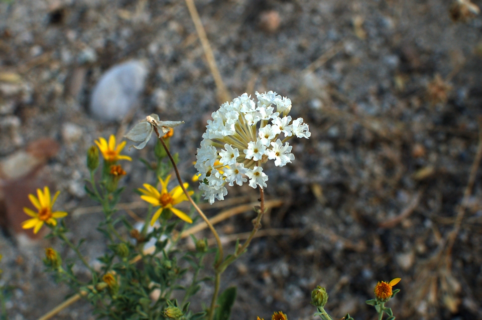 Abronia fragrans