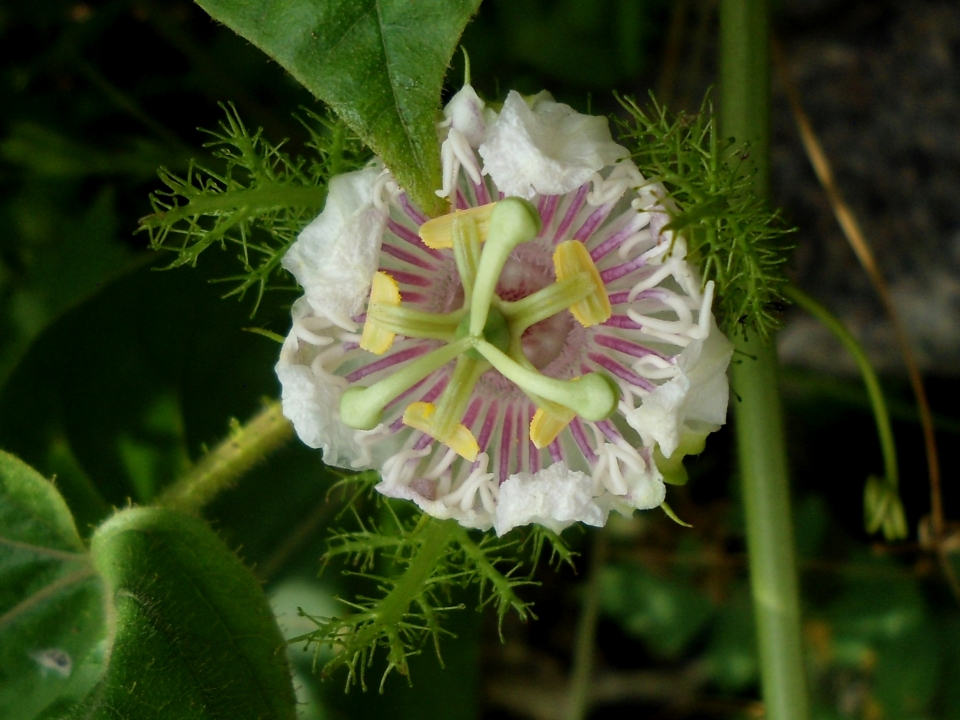 Passiflora foetida