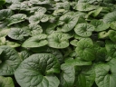 Asarum caudatum