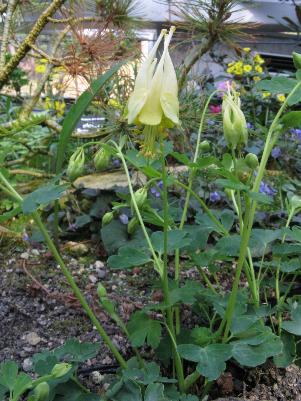 Aquilegia canadensis