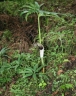 Arisaema thunbergii