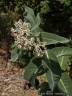 Asclepias eriocarpa