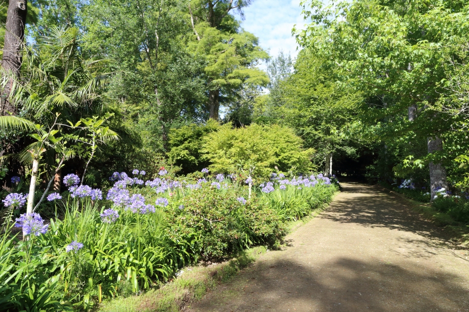 Agapanthus praecox