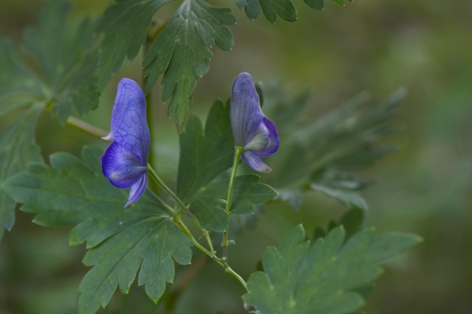 Aconitum japonicum