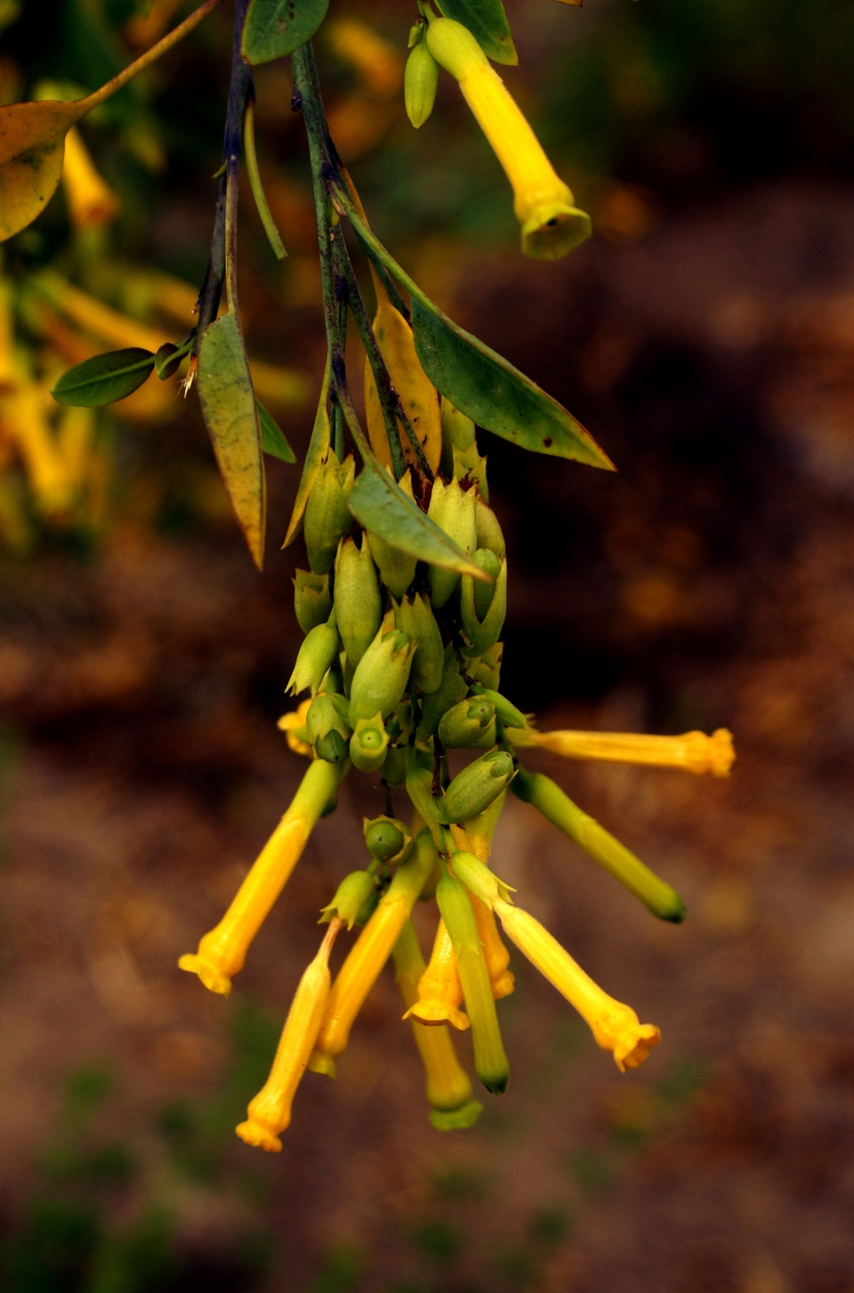 Nicotiana glauca