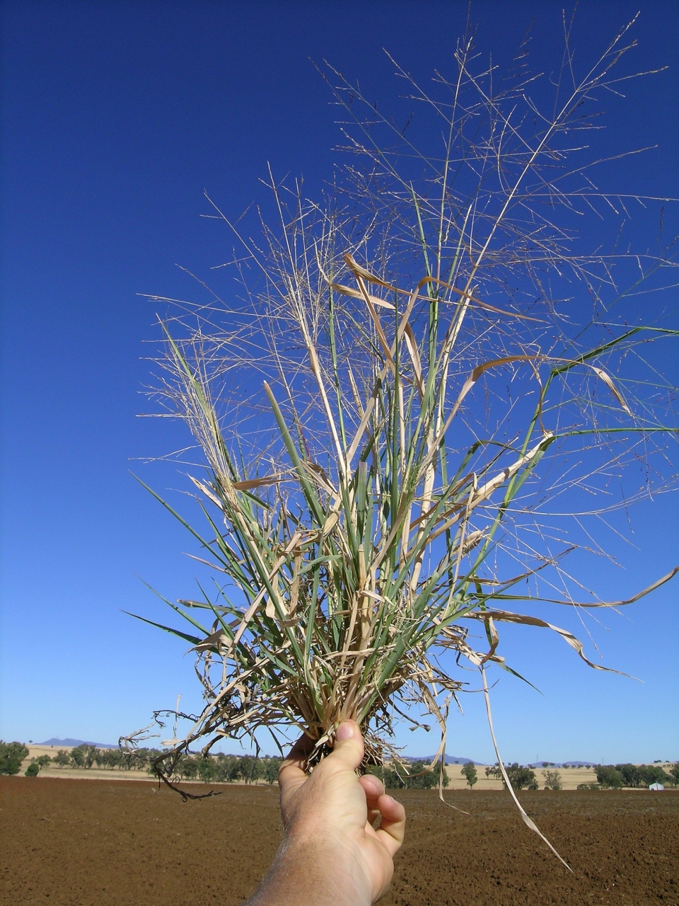 Panicum decompositum