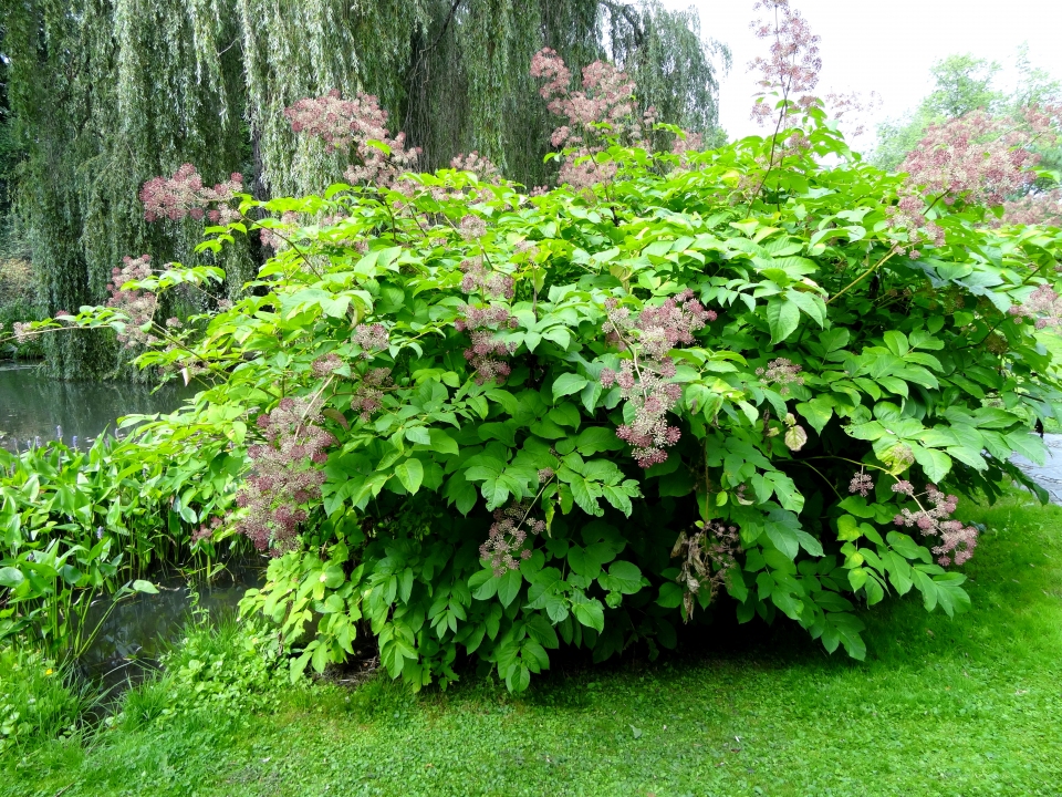 Aralia californica