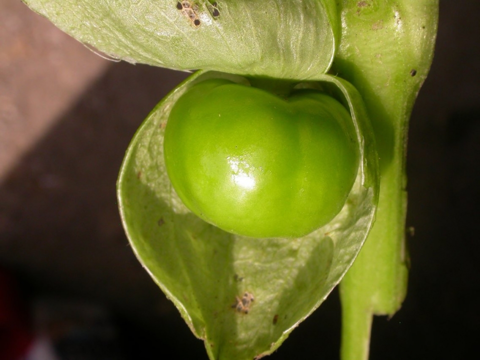 Physalis philadelphica