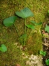 Viola mirabilis