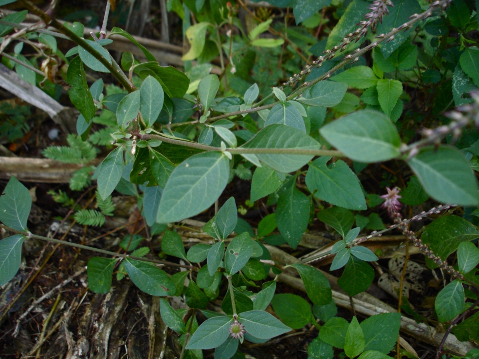 Achyranthes aspera